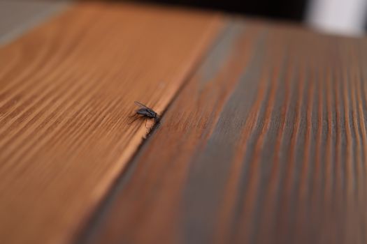 A Close-up Shot of a Fly on a Wooden Surface