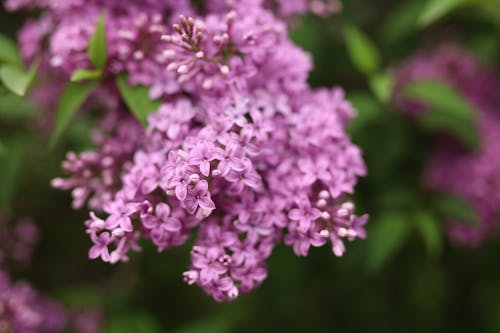 Základová fotografie zdarma na téma detail, fialové květiny, flóra