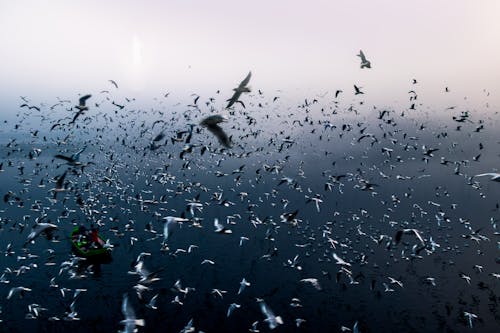 Flock of Birds over Fishing Boat