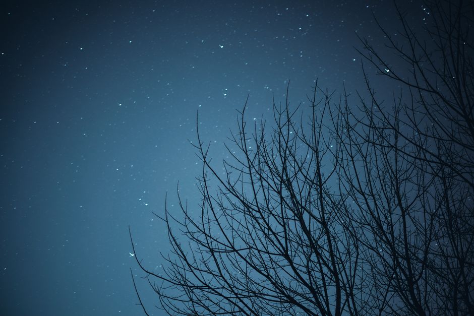 Silhouette of a leafless tree against a starry night sky creating a serene landscape view.