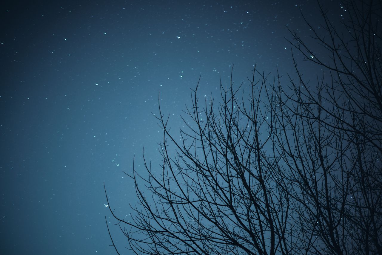 silhouette of a leafless tree against a starry night sky creating a se