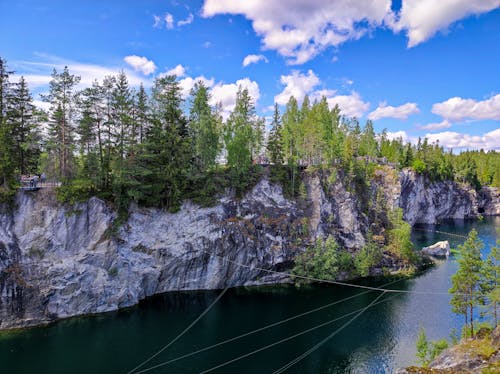 Trees on Cliff near River