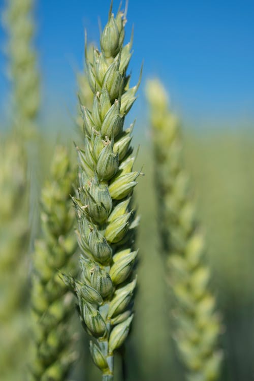 곡물, 밀, 밀싹의 무료 스톡 사진