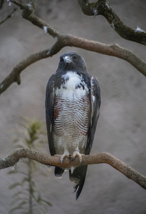 Falcon Perching on Branch