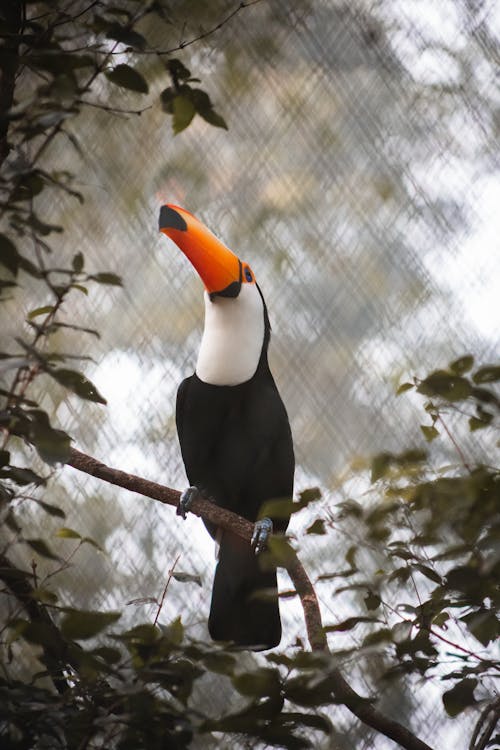 A Toucan Perched on a Branch