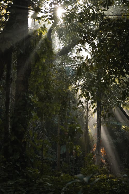 Δωρεάν στοκ φωτογραφιών με ακτίνες ηλίου, δασικός, δέντρα