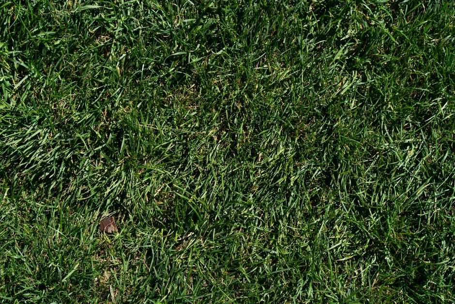Melbourne lawn being revived after neglect