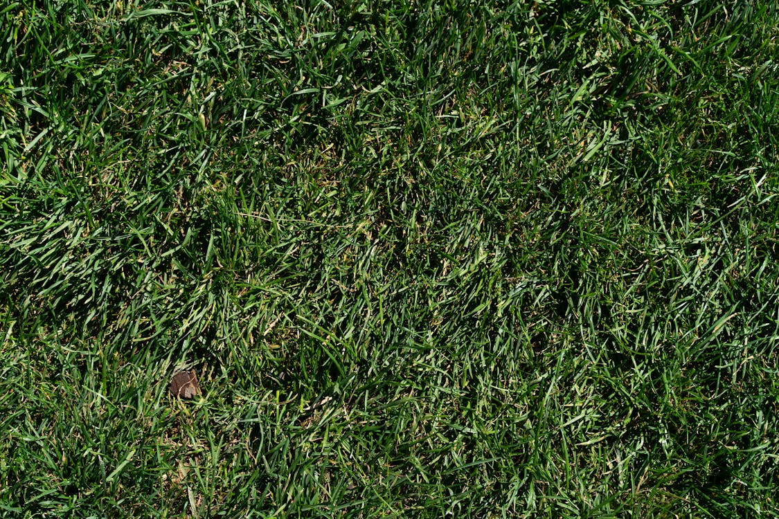 Close-up of Grass