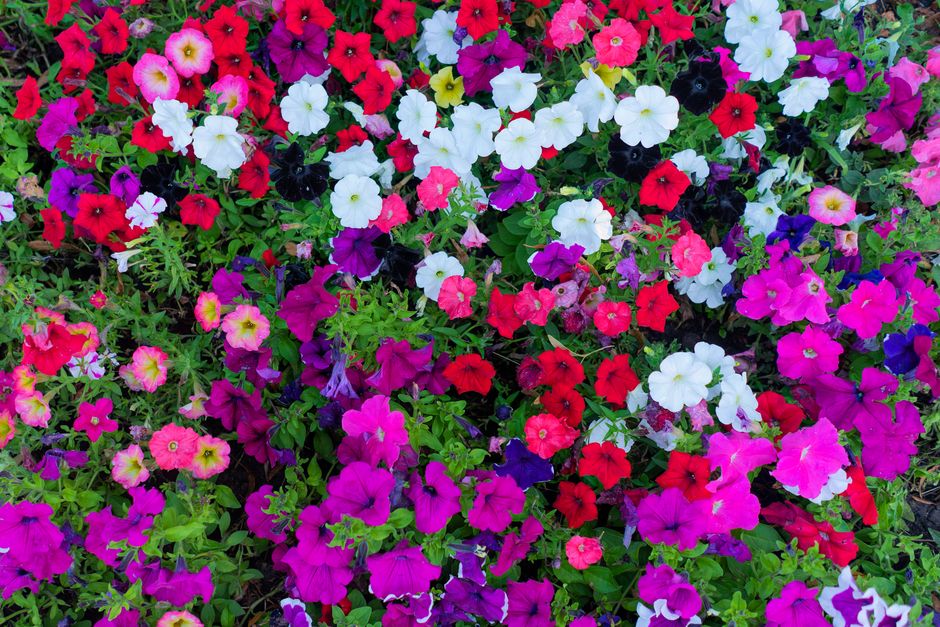 Tuin vol bloeiende nachtbloemen bij zonsondergang. Tuin vol bloeiende nachtbloemen bij zonsondergang.