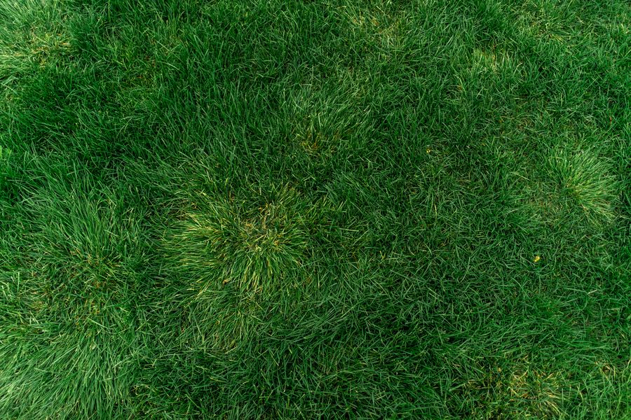 Vibrant green grass providing perfect copy space for text or design.
