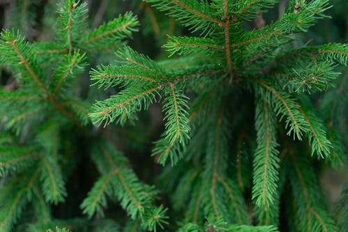 Gratis stockfoto met den, dennenboom, detailopname