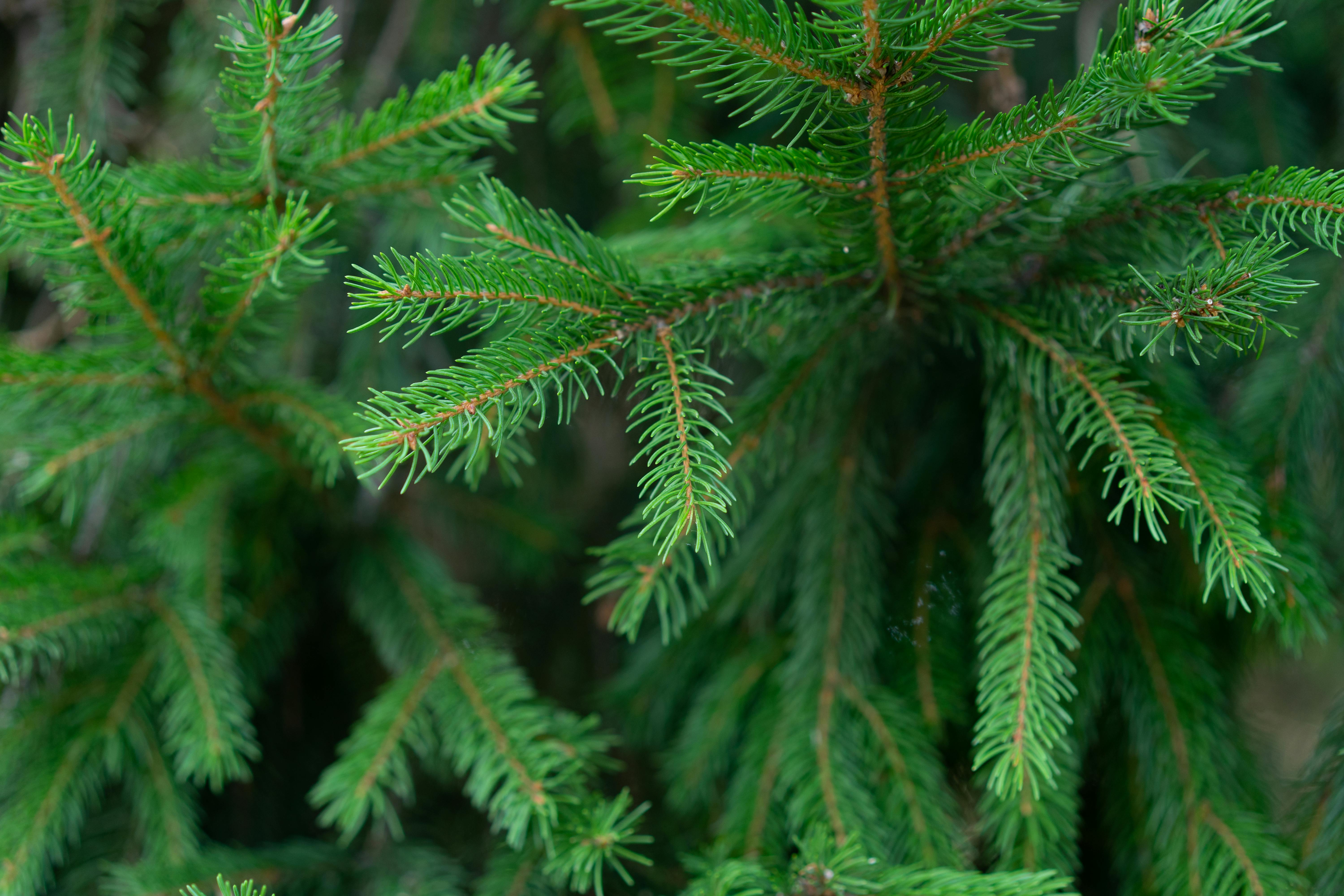 My Pine Tree is Losing its Needles, Forestry, Extension