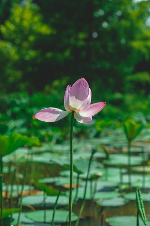 Free Pink Lotus Flower in Bloom Stock Photo