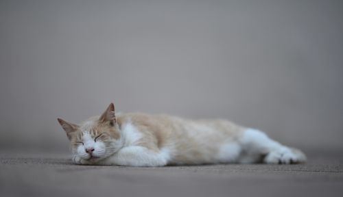 Free A peaceful beige and white domestic cat resting indoors on a soft surface. Stock Photo