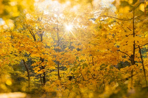 Backlit in Autumn Forest with Golden Trees