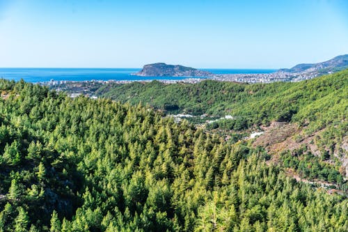 An Aerial Photography of Green Trees on Mountain Near the Sea