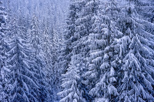 Fotobanka s bezplatnými fotkami na tému chladný, ihličnatý, les