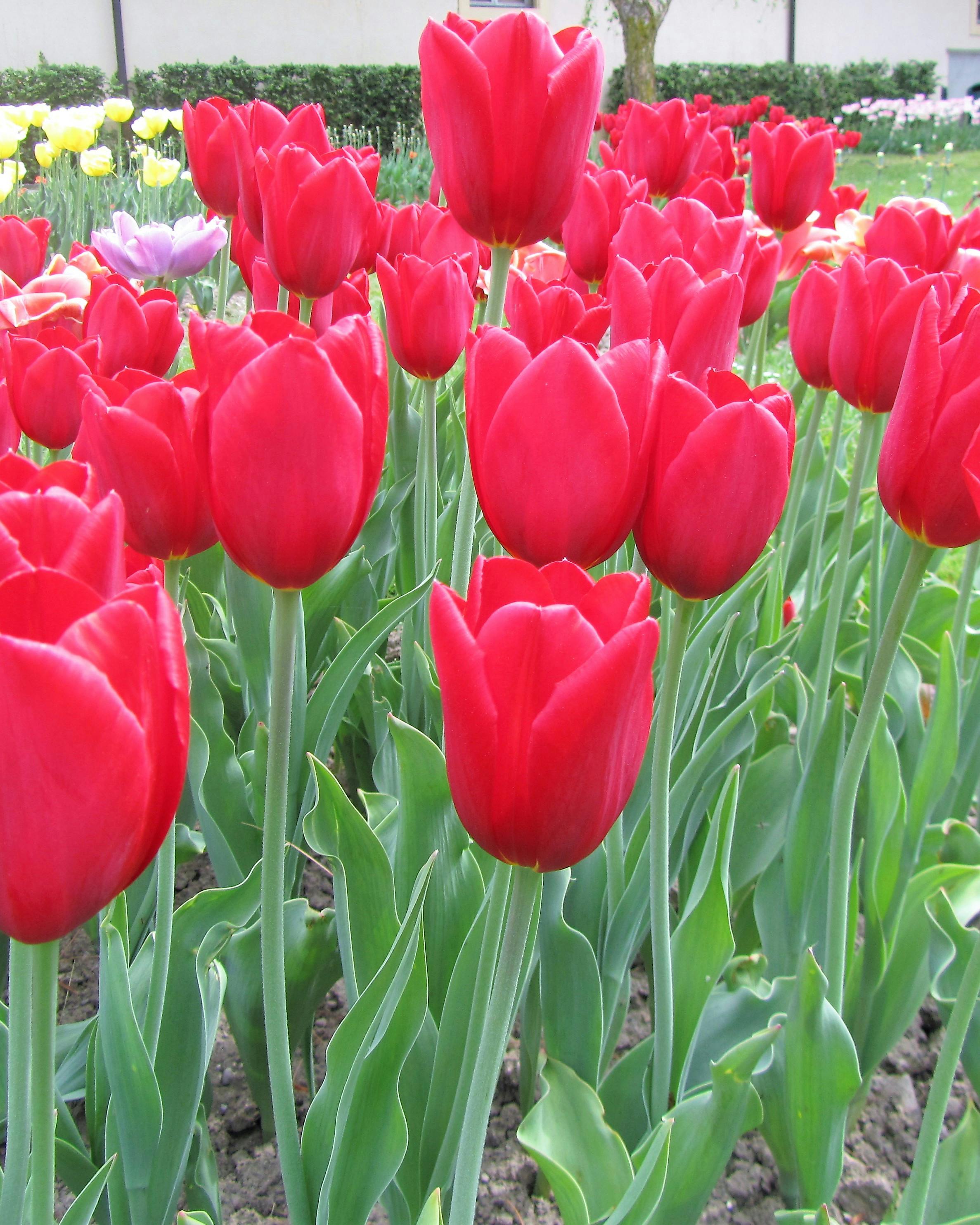 Gambar Bunga Tulip Warna Merah - Gambar Bagian Tumbuhan