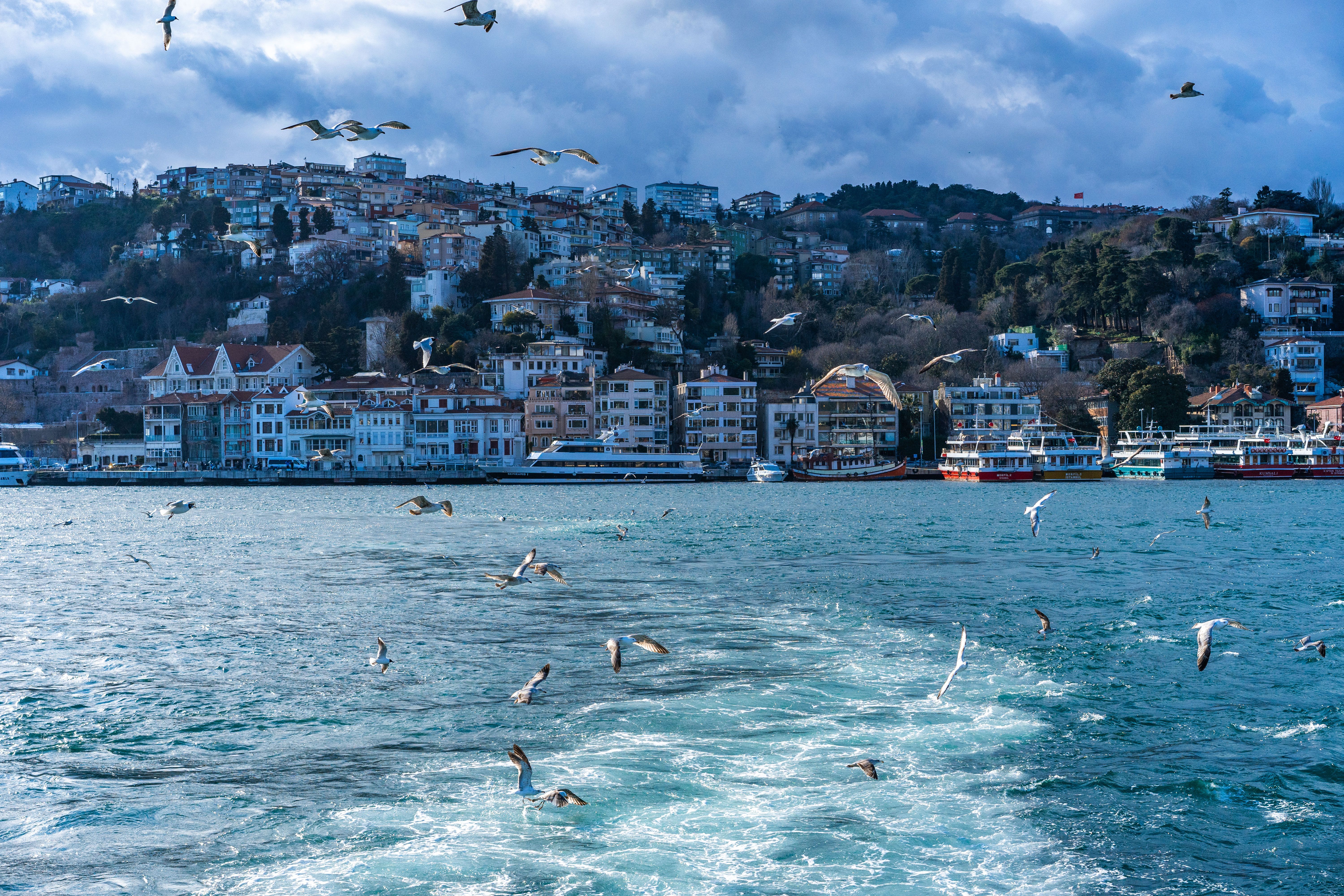 Picturesque view of Istanbul coastline with seagulls flying over the Bosphorus.