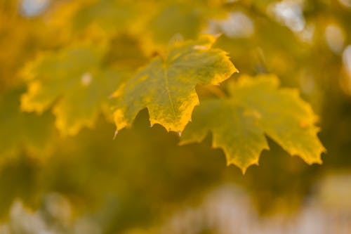 楓葉, 秋天, 綠色 的 免费素材图片