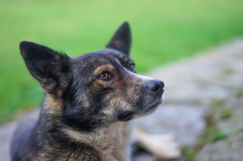 Portrait of a Dog 