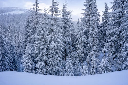 Pine Trees Covered With Snow