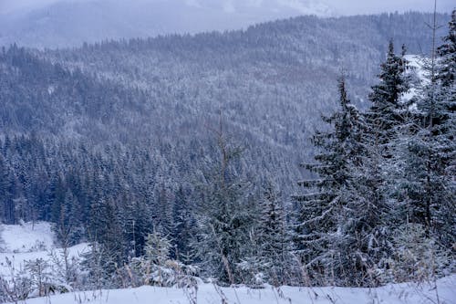 免費 冬季, 冷冰的, 冷杉 的 免費圖庫相片 圖庫相片
