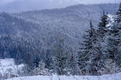 Green Trees on Snow Covered Ground