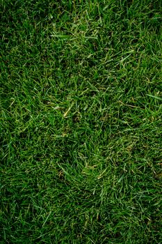 Close-up texture of vibrant green grass, perfect for natural backgrounds.