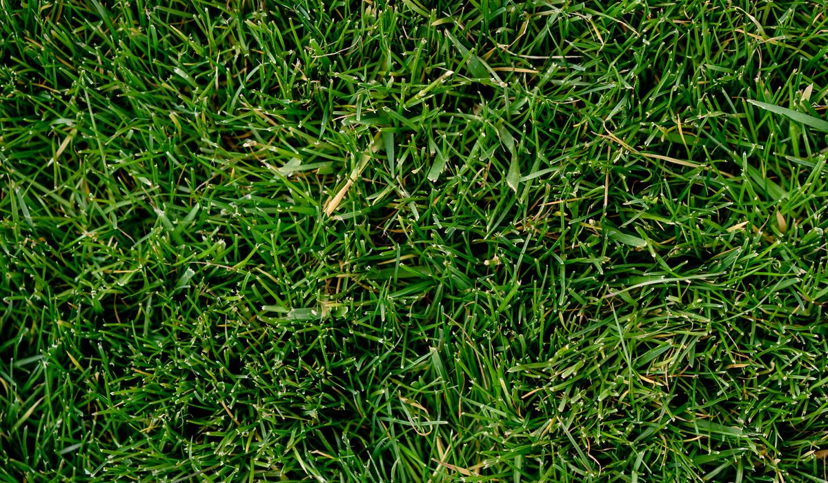 Gros plan sur une herbe verte dense