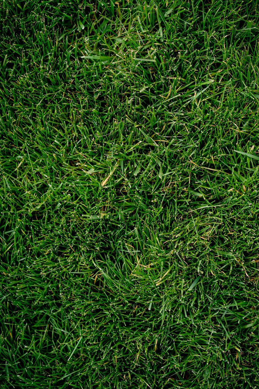 Close-up of healthy grass