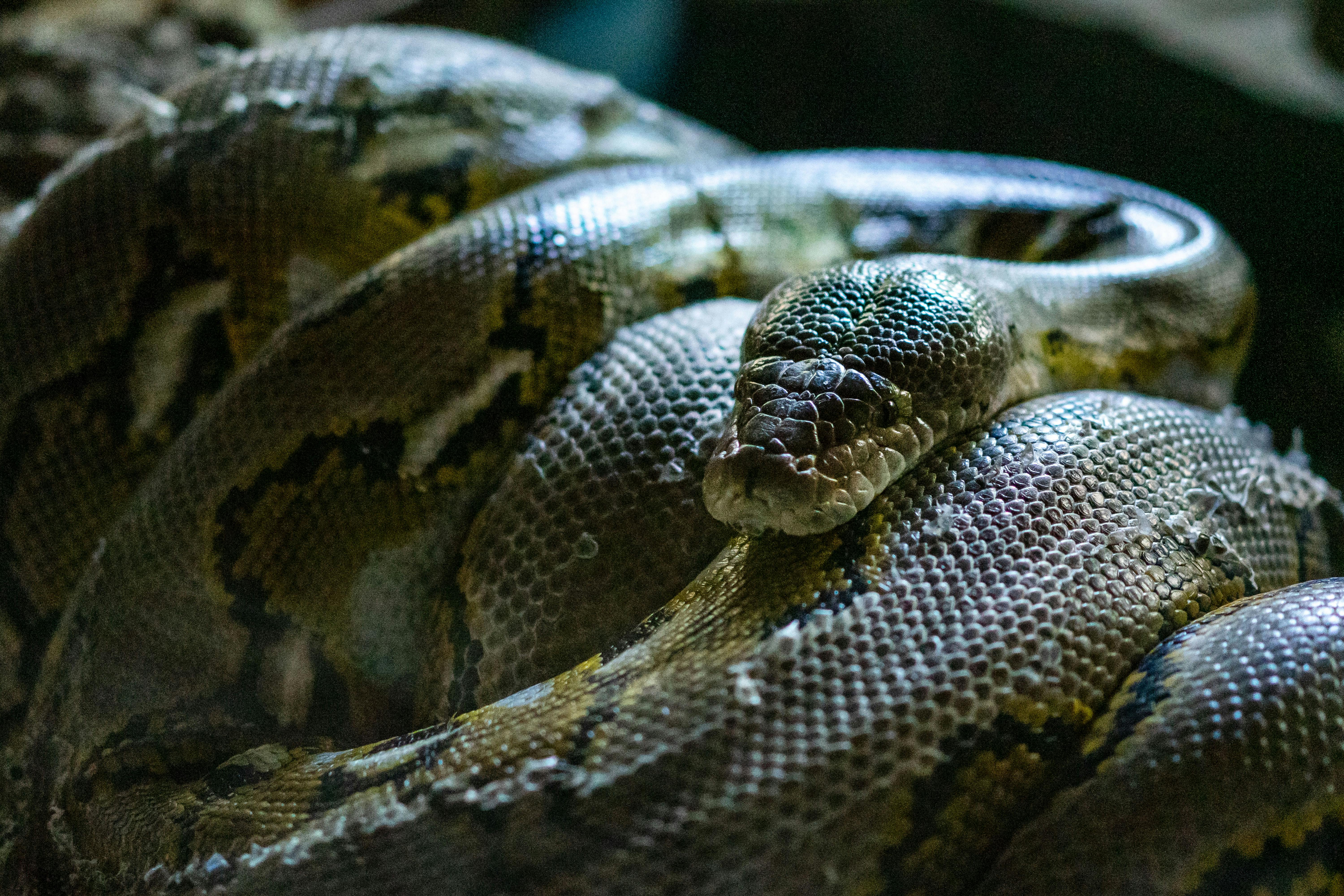 Various python snake poses Stock Illustration by ©crystal-calhoun #23183962