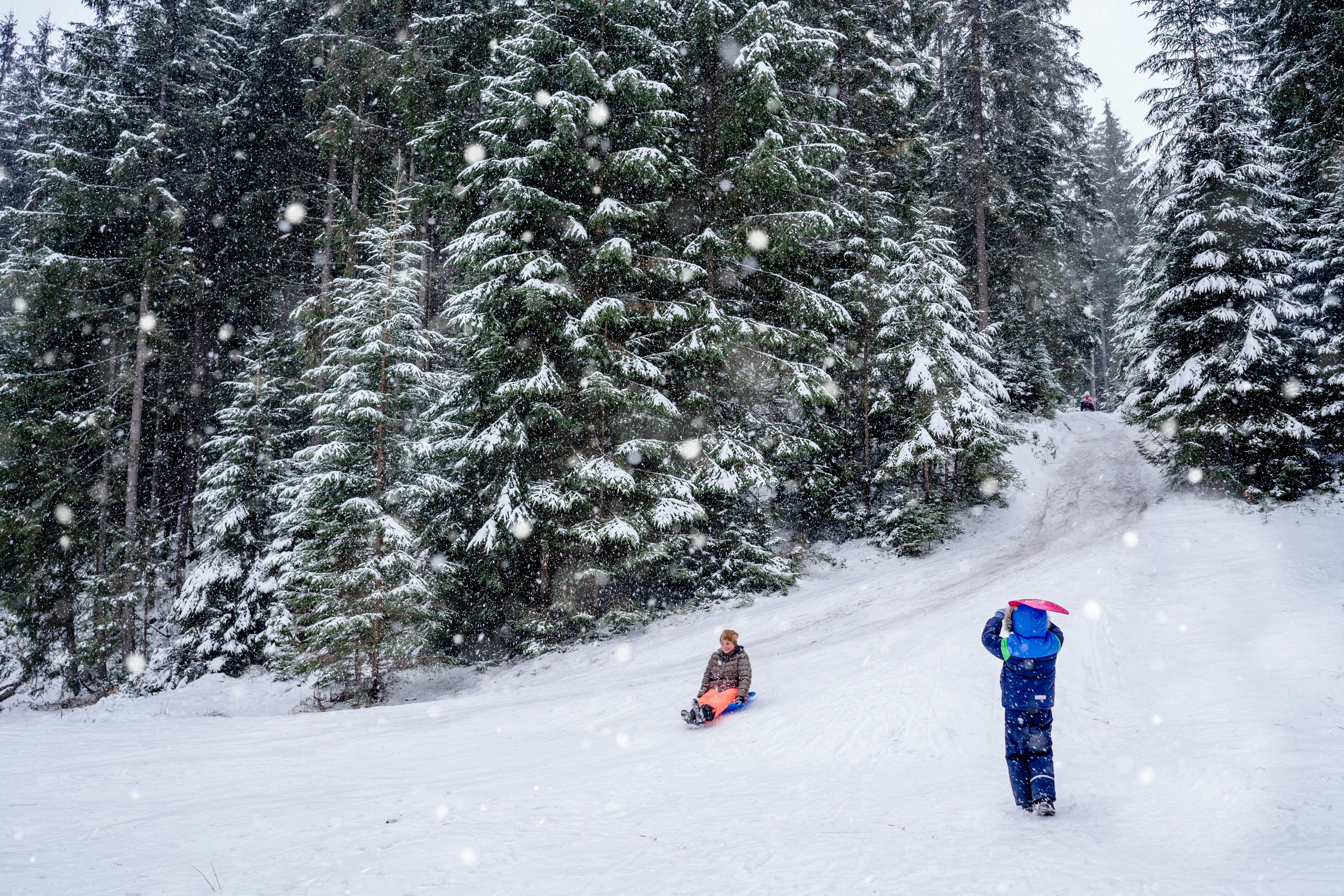 Kids sledding on a snowy hill surrounded by pine trees during winter snowfall.