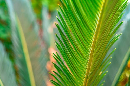 Close-up of Green Leaves of a Plant