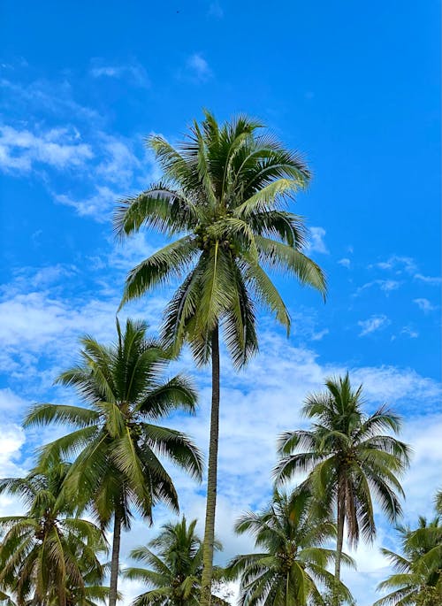 Photos gratuites de ciel bleu, tir vertical, tropical