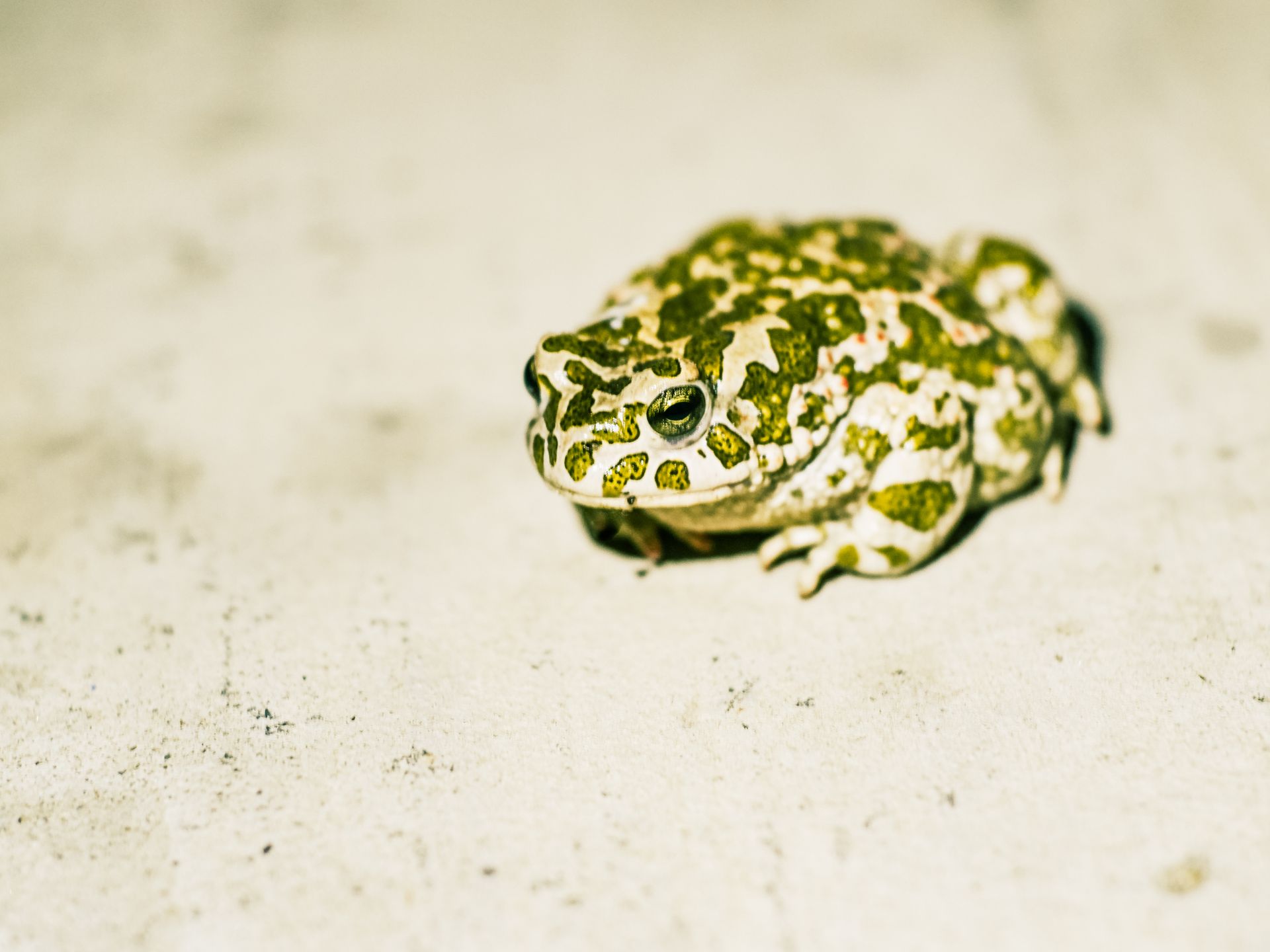 Green Toad in Close Up View
