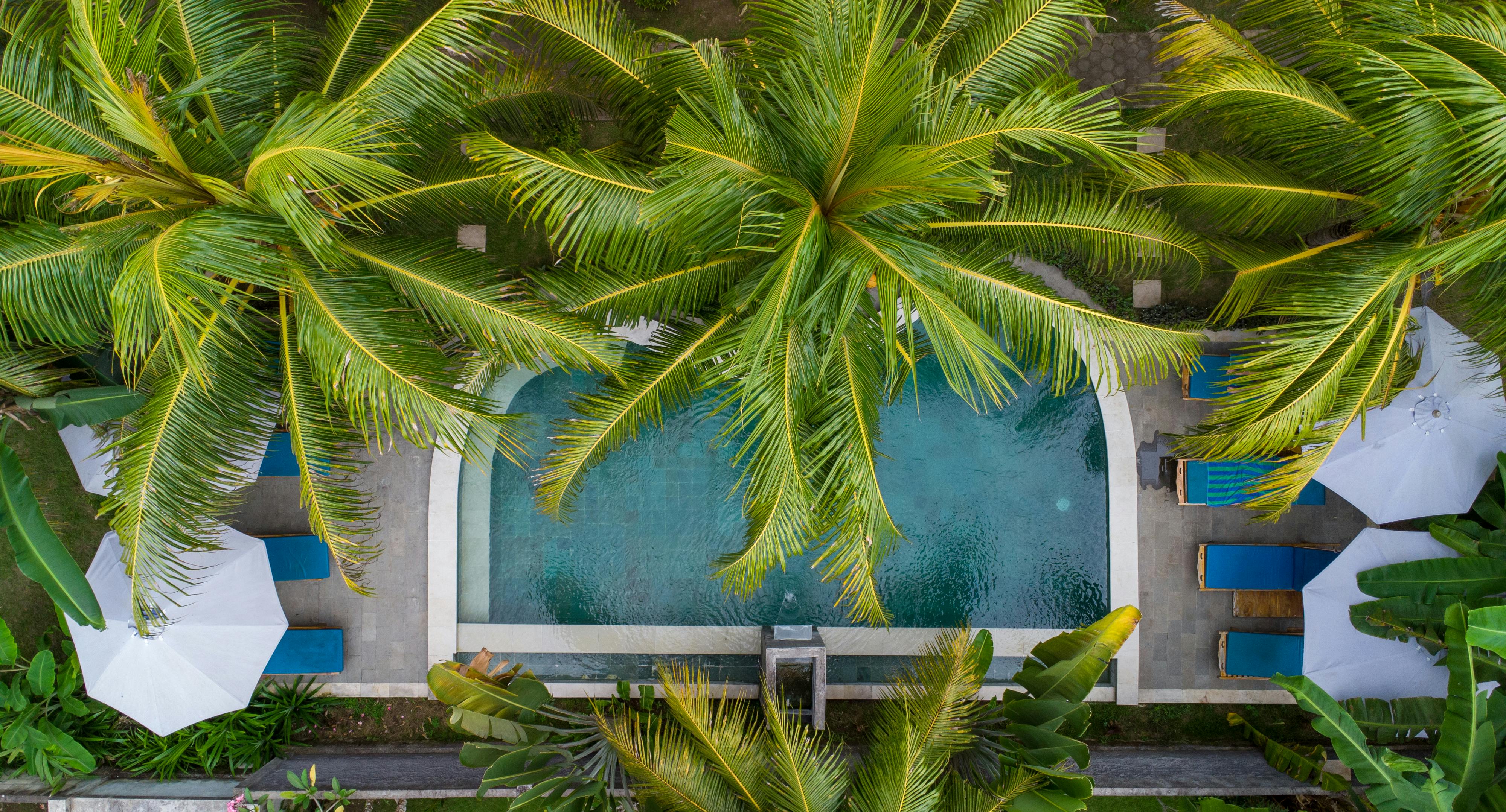 Green Palm Tree Near Swimming Pool · Free Stock Photo