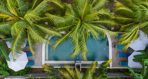 Green Palm Tree Near Swimming Pool