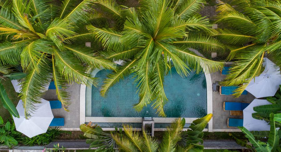 Top-down view of luxury pool with palm trees