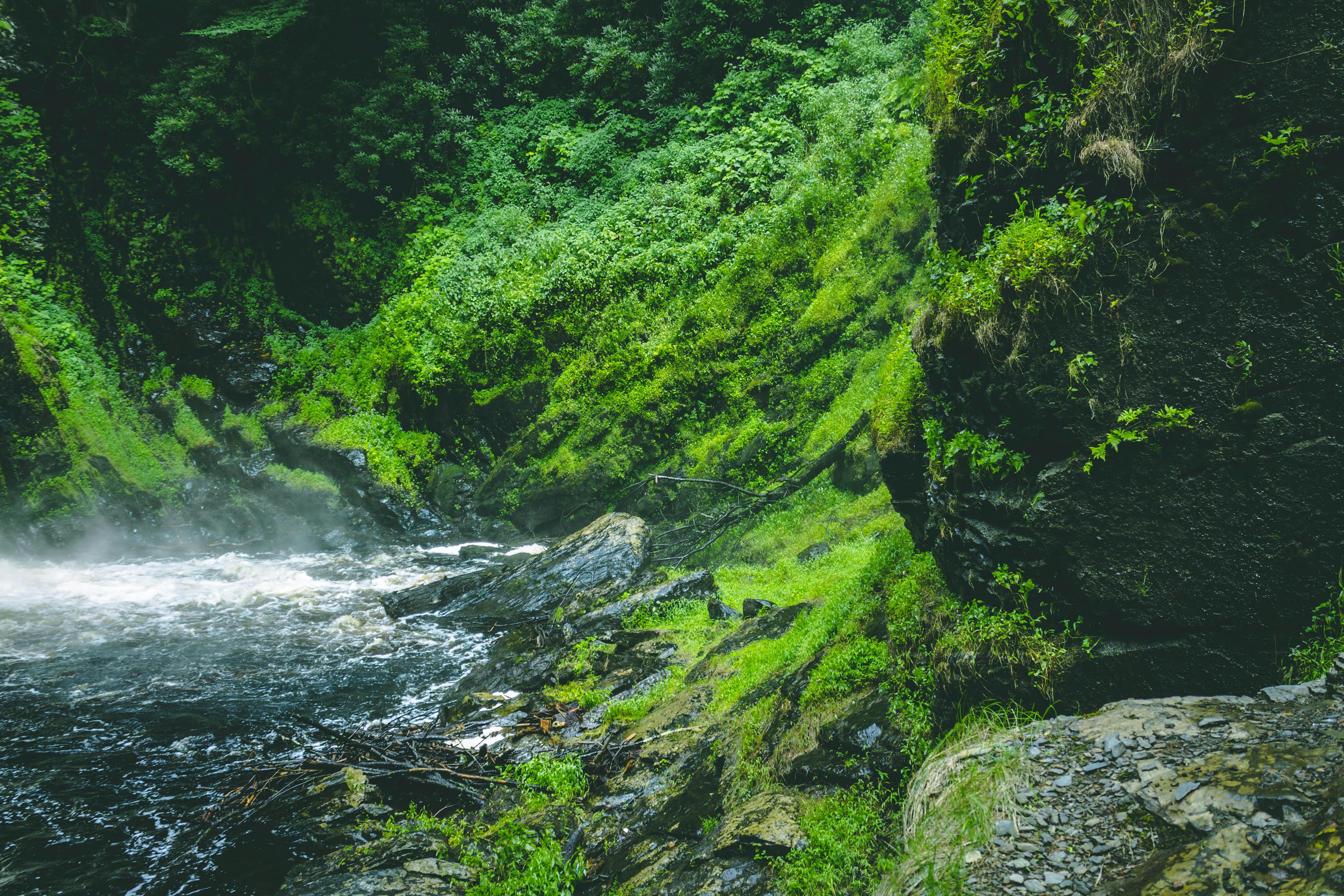 Waterfalls Surrounded By Green Leaf Trees Free Stock Photo