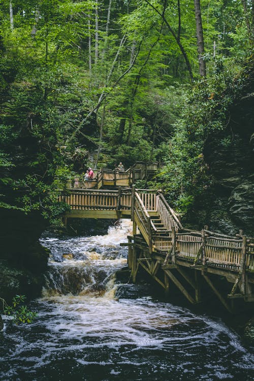 免费 棕色的木桥，站在被树木包围的水体上 素材图片