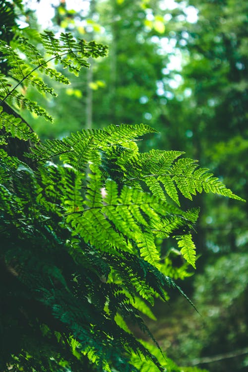Shallow Focus Photography of Green Ferns