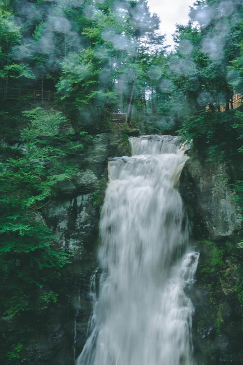 森林, 滝, 自然の無料の写真素材