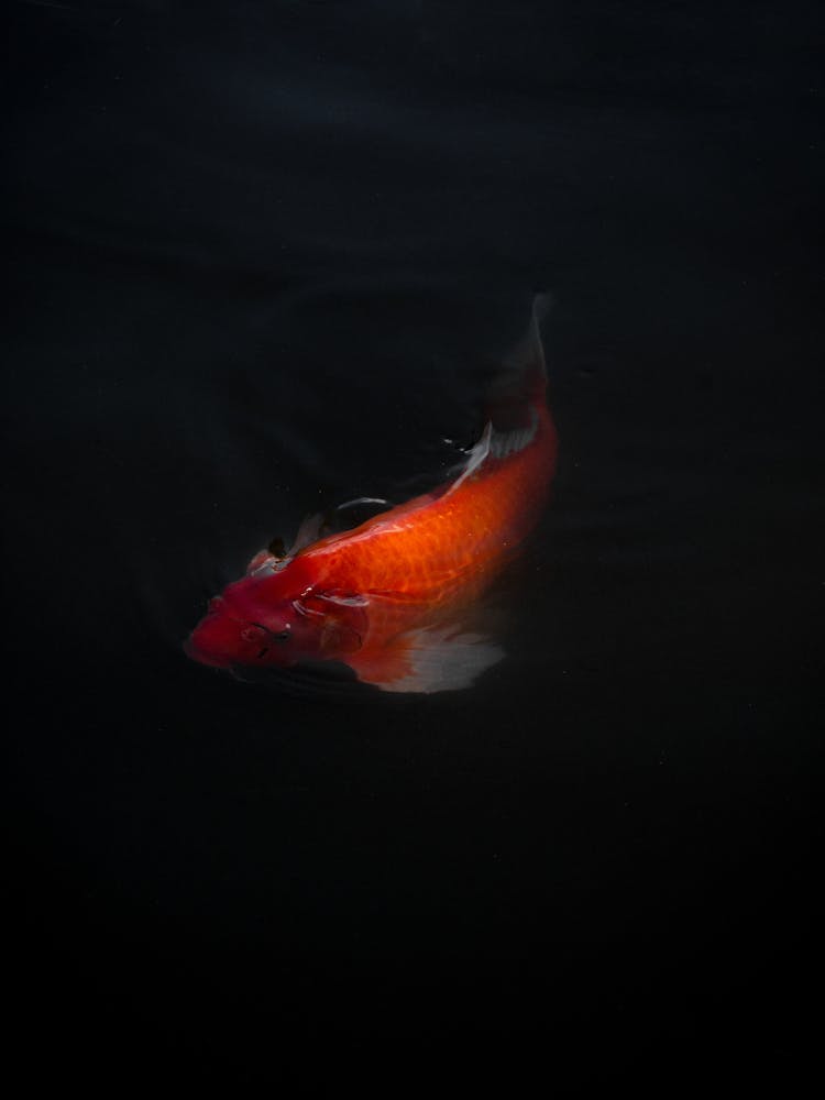 Koi Fish Swimming In The Dark