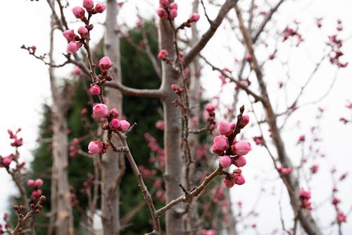 Безкоштовне стокове фото на тему «бутон, бутони, вишневий цвіт»