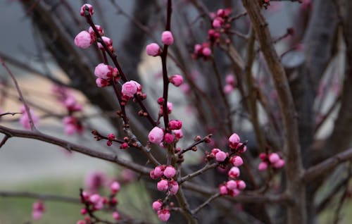 Gratis arkivbilde med årstid, blomster, blomstrende tre