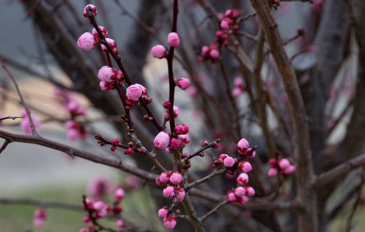 Plum Blossoms in Close Up View
