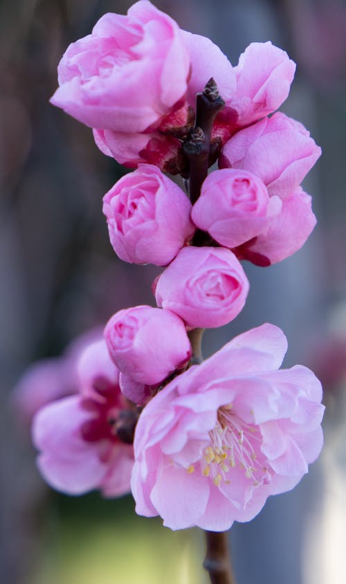 Close-Up Shot of Cherry Blossom