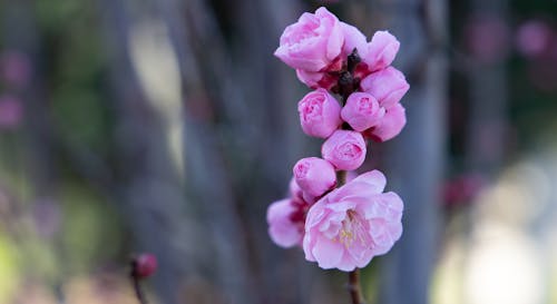 무료 꽃, 꽃 사진, 봄의 무료 스톡 사진