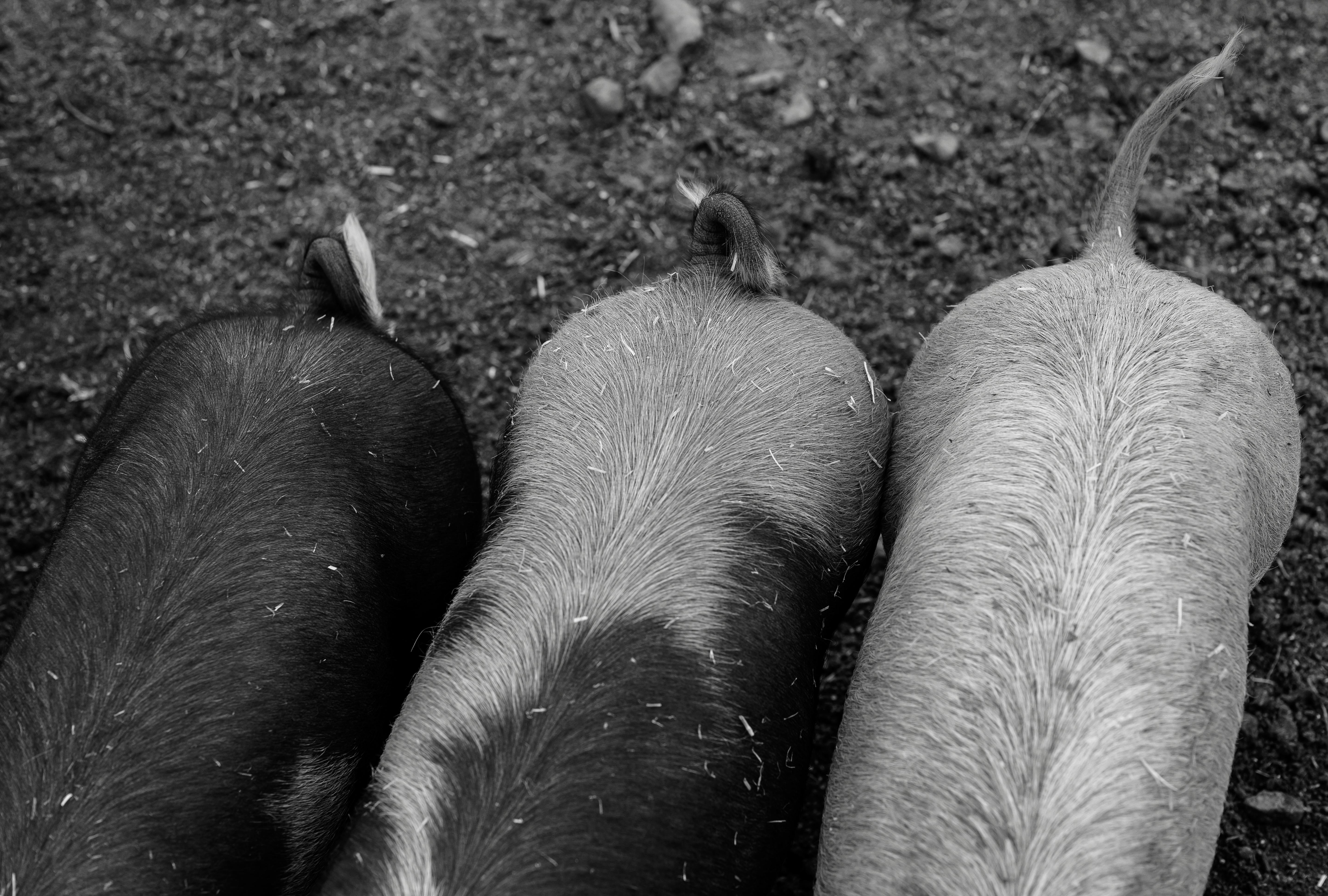 Sonny Styles: “I’m super excited. I love this organization.” - Hogs Haven — Photo by Alfo Medeiros on Pexels